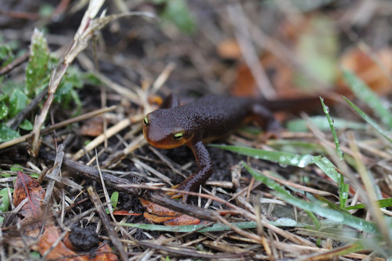 California Newt