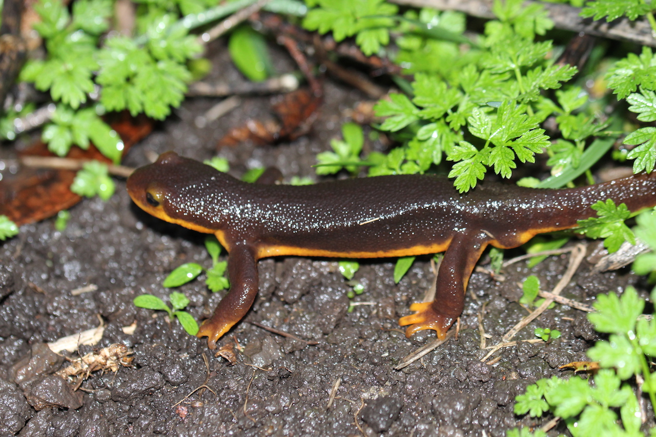 California Newt