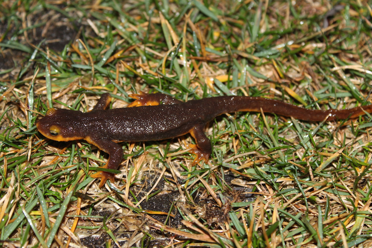 California Newt