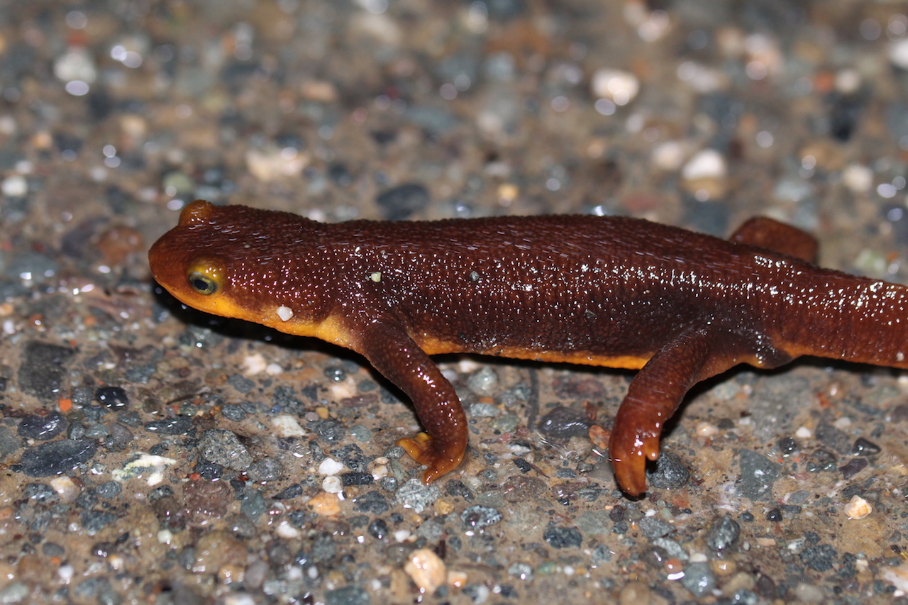 California Newt