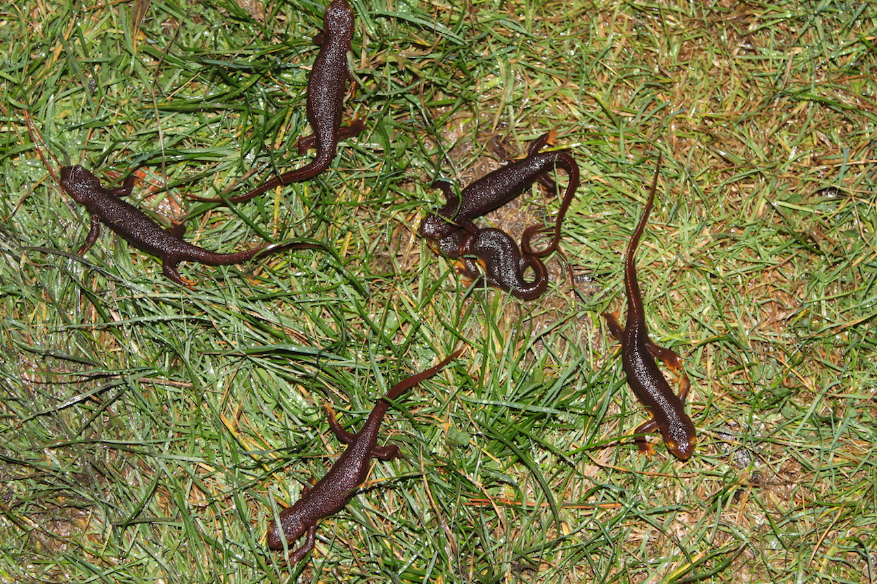 California Newt