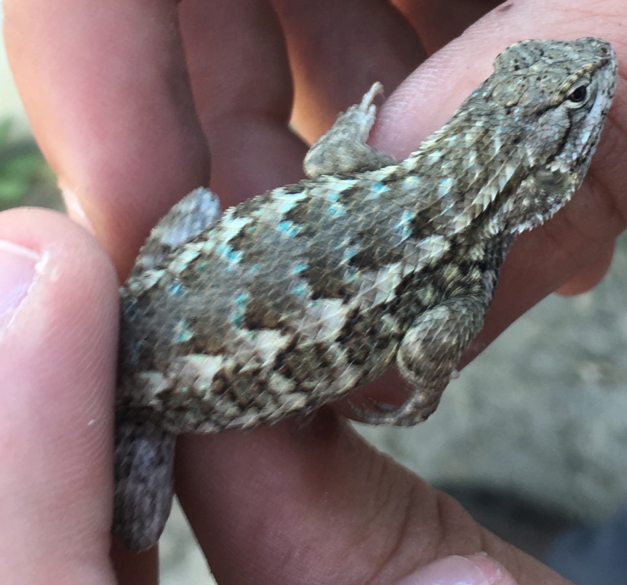 Western Fence Lizard Dorsal view