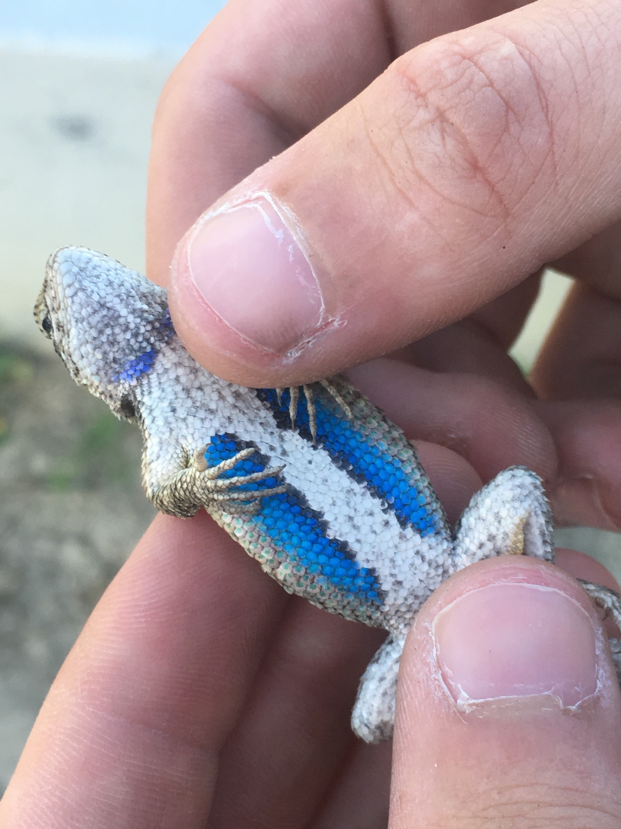 Western Fence Lizard Dorsal view