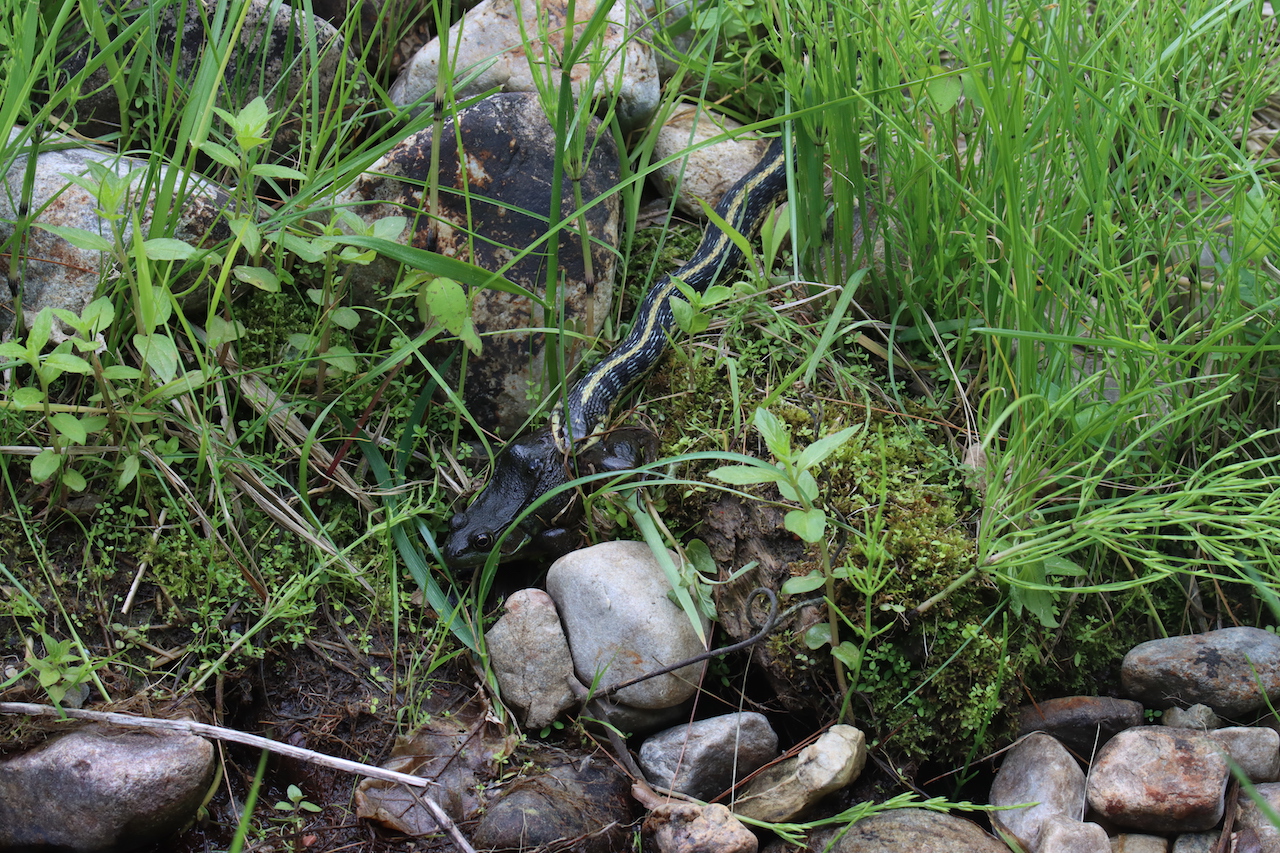 Eastern gartersnake munching on a greenfrog