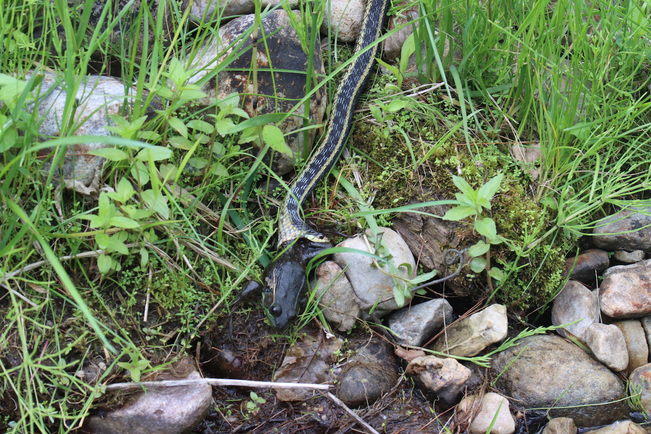 Eastern gartersnake munching on a greenfrog