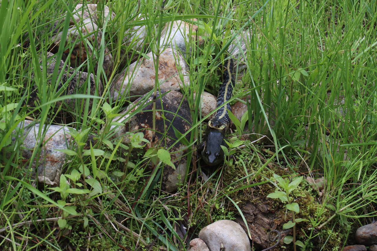 Eastern gartersnake munching on a greenfrog