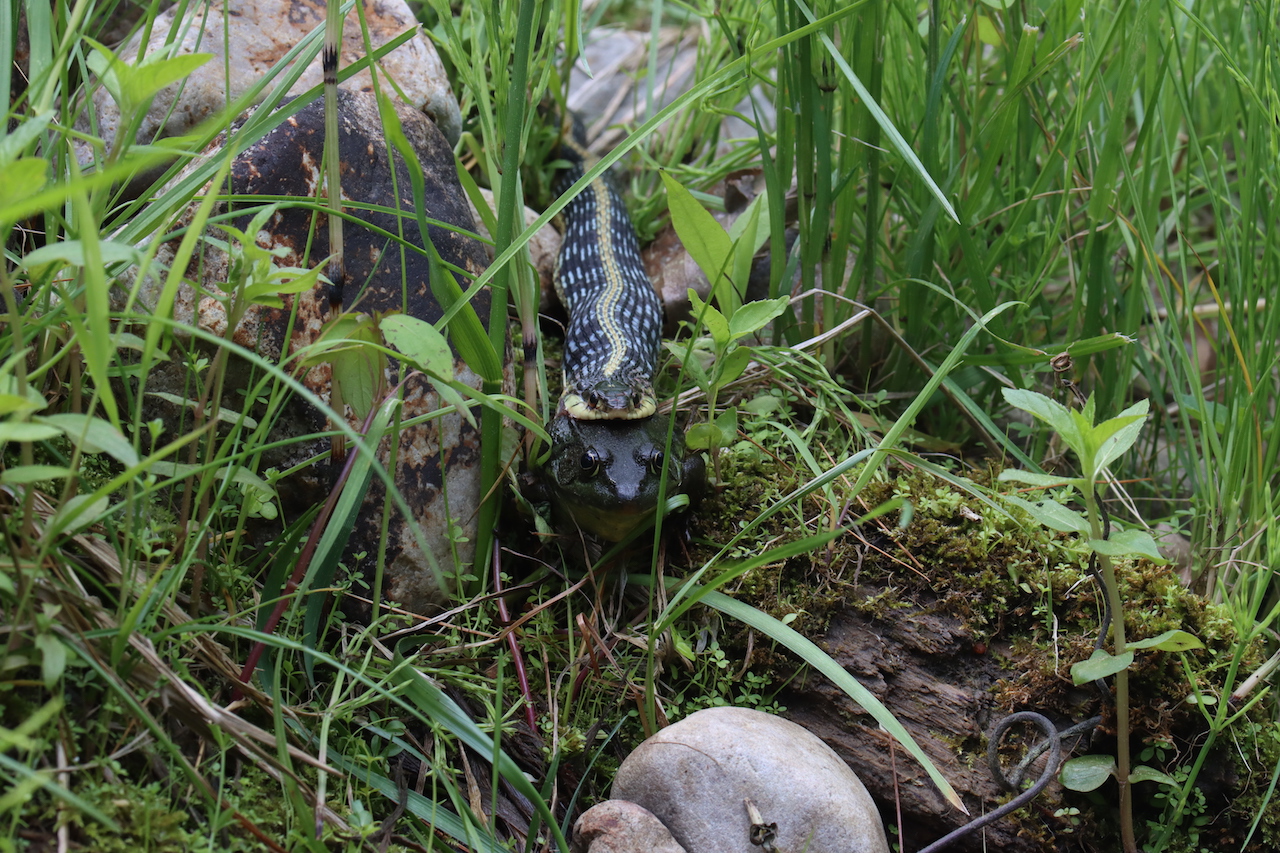 Eastern gartersnake munching on a greenfrog