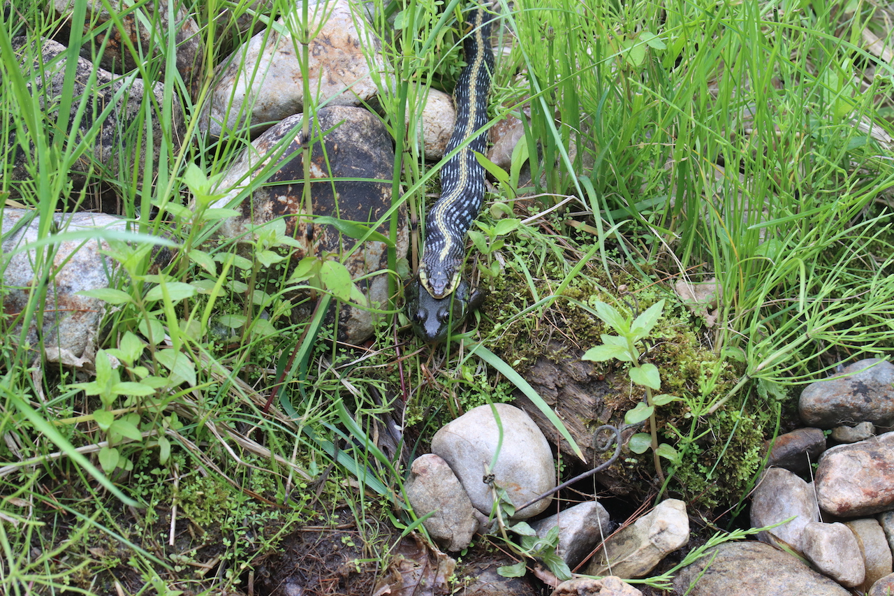 Eastern gartersnake munching on a greenfrog