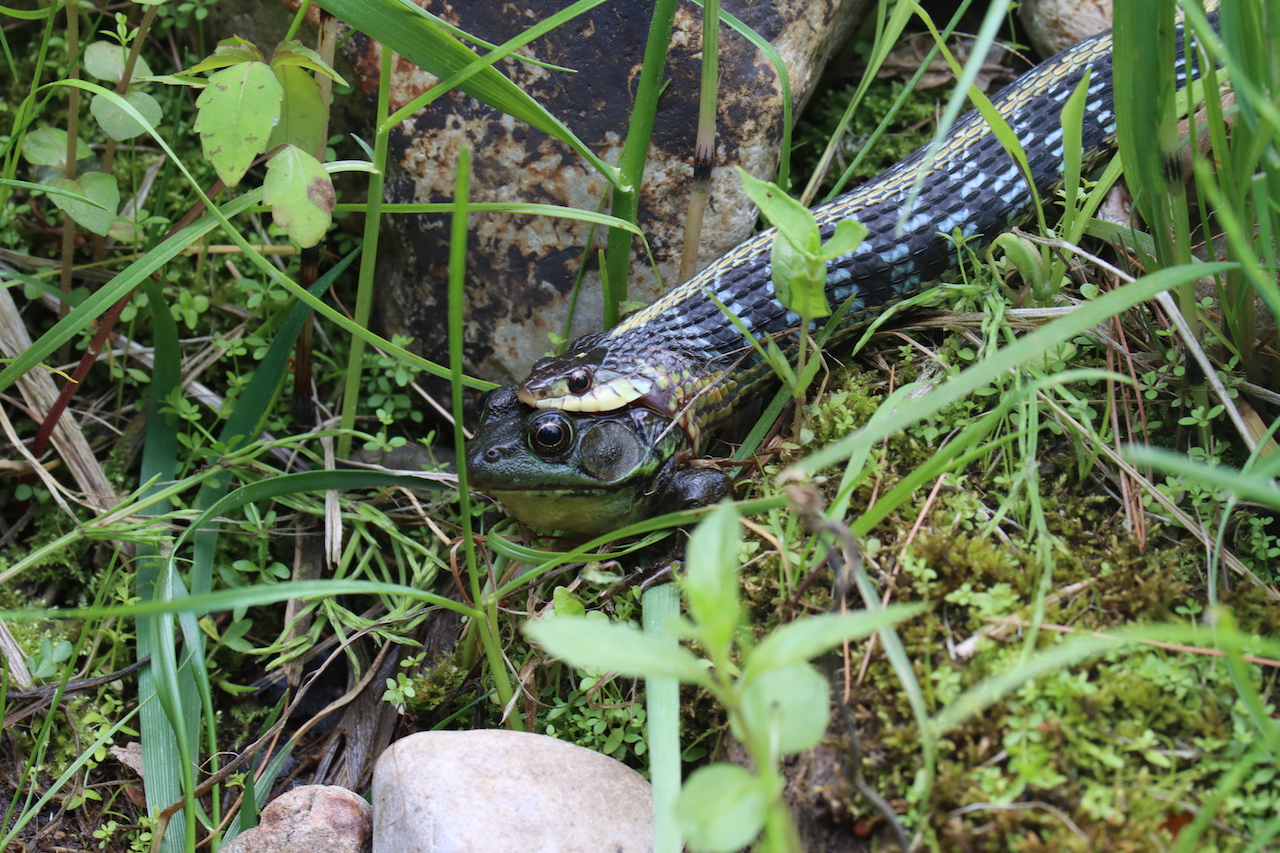 Eastern gartersnake munching on a greenfrog