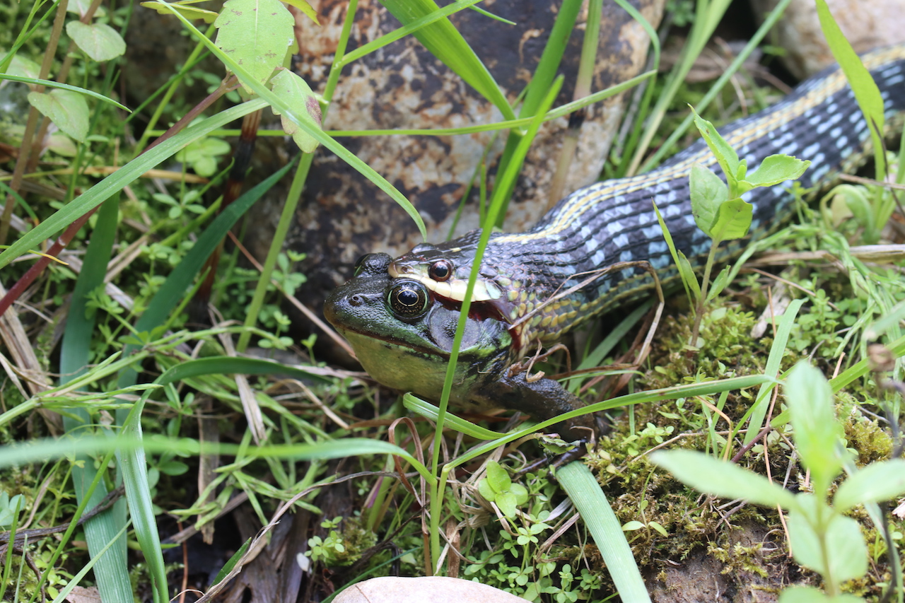 Eastern gartersnake munching on a greenfrog