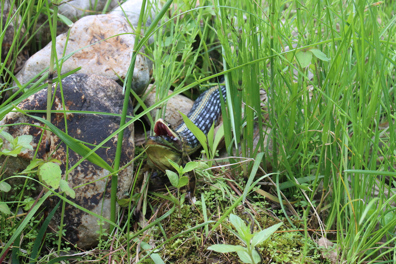 Eastern gartersnake munching on a greenfrog