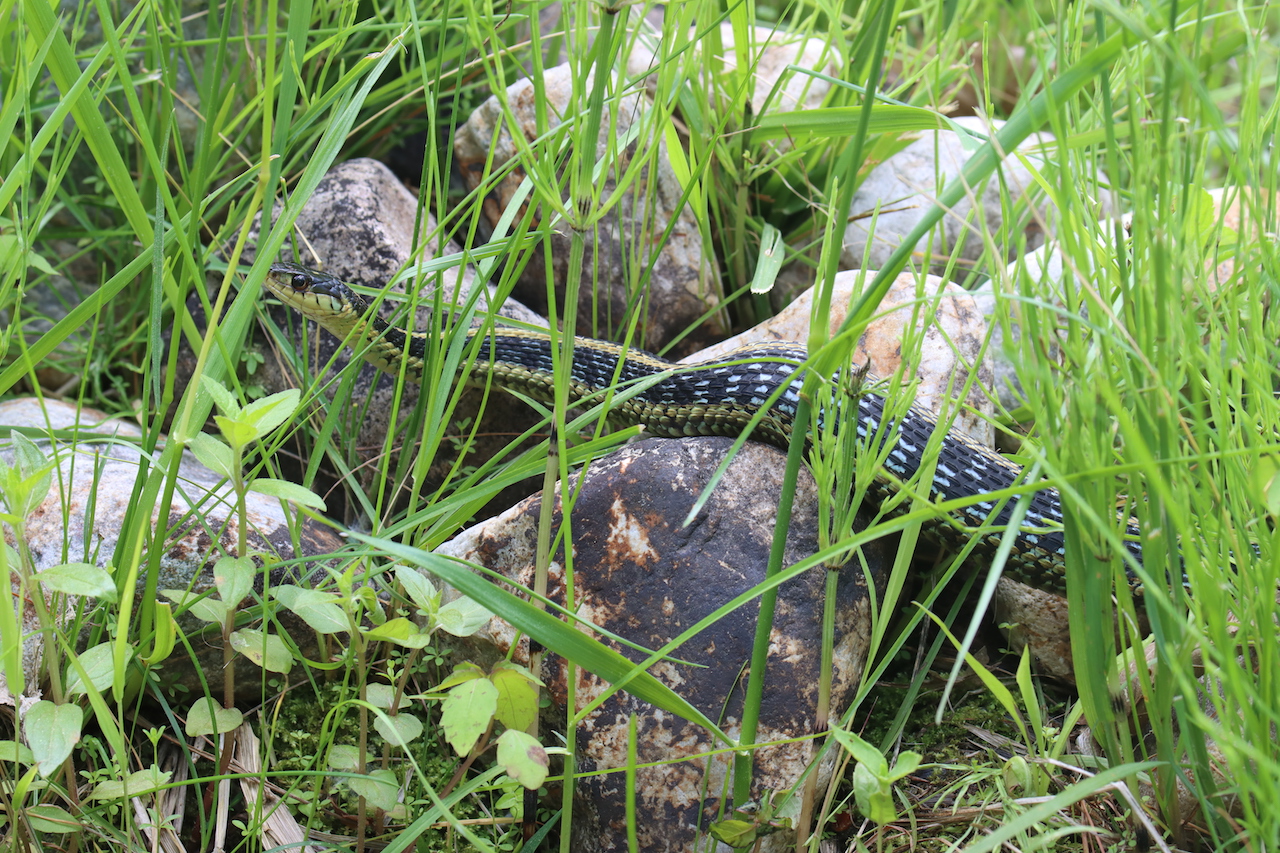 Eastern gartersnake munching on a greenfrog