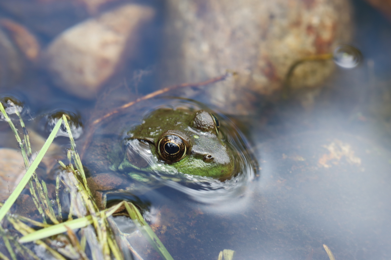 Green Frog