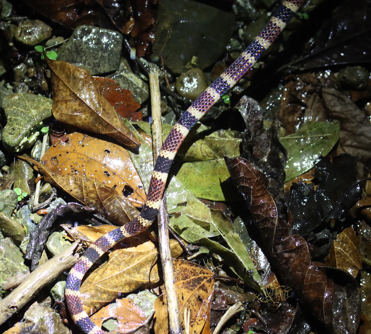 Allen's Coral Snake