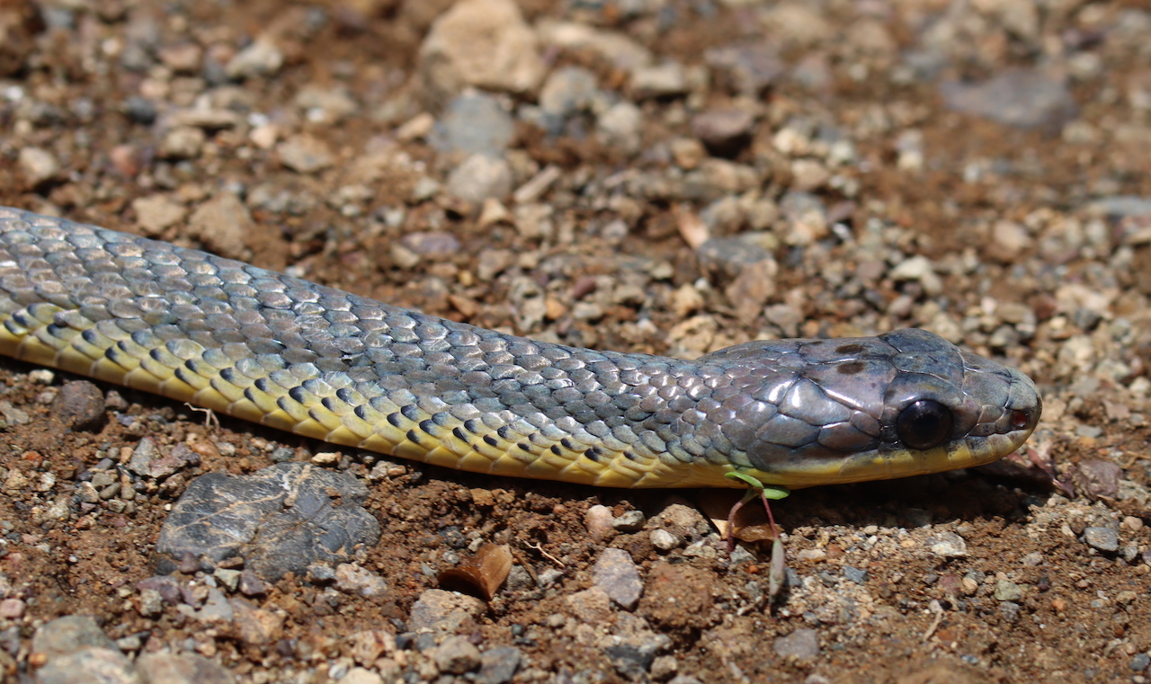 Bird-eating Snake