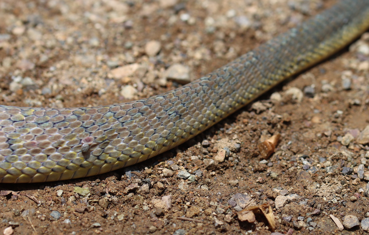 Bird-eating Snake