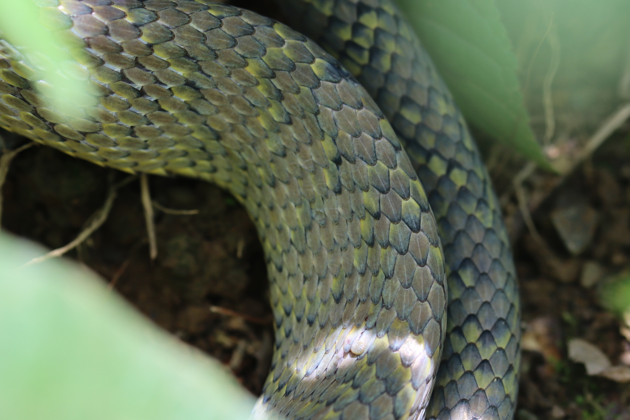 Bird-eating Snake