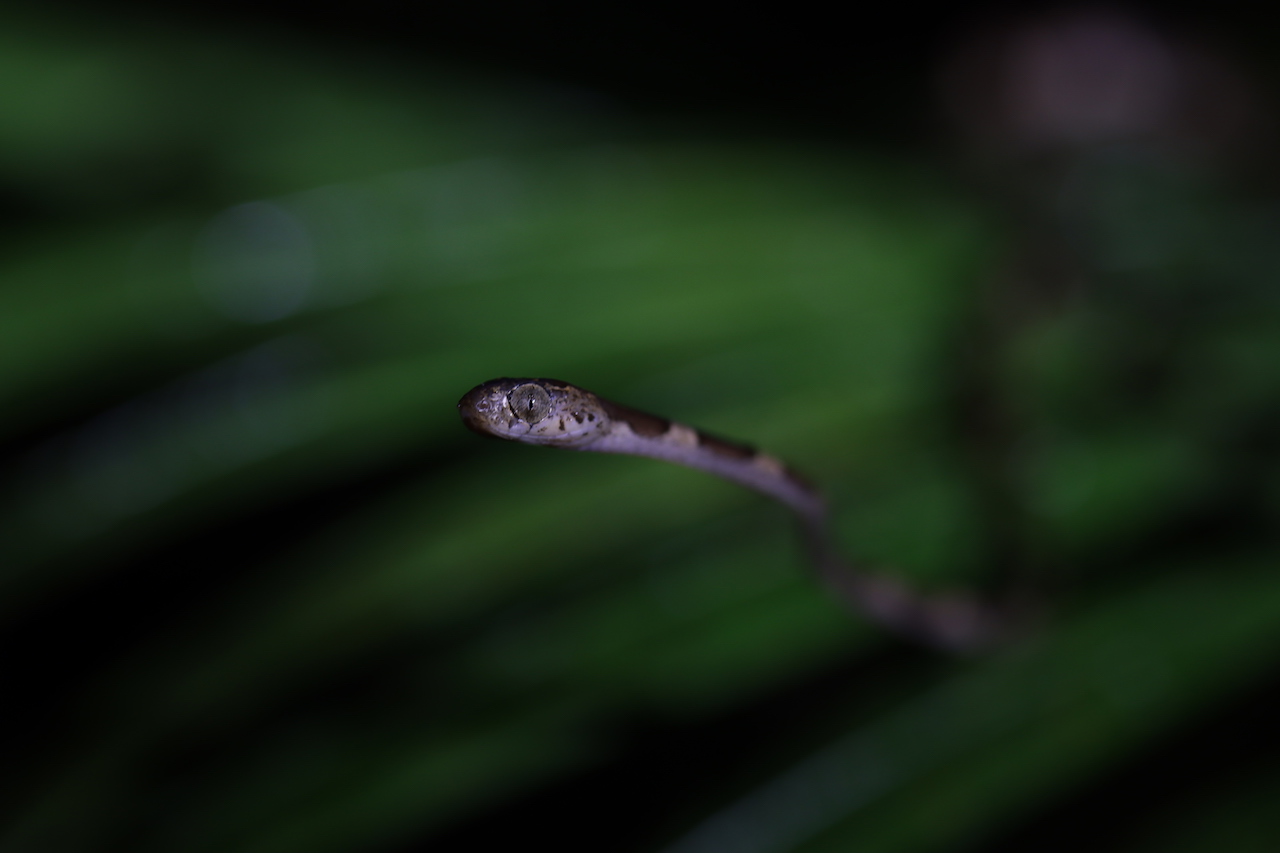 Common Blunt-headed Vine Snake