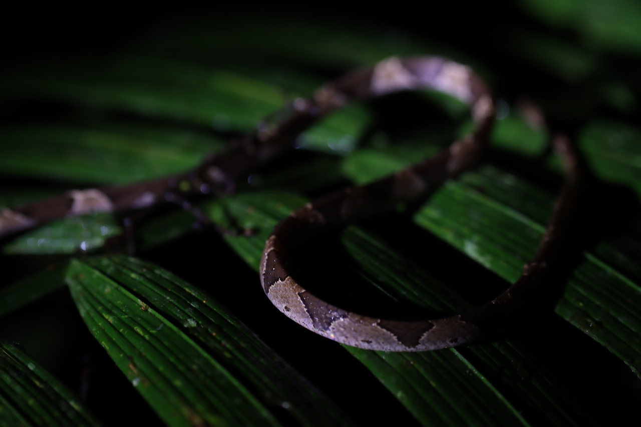 Common Blunt-headed Vine Snake