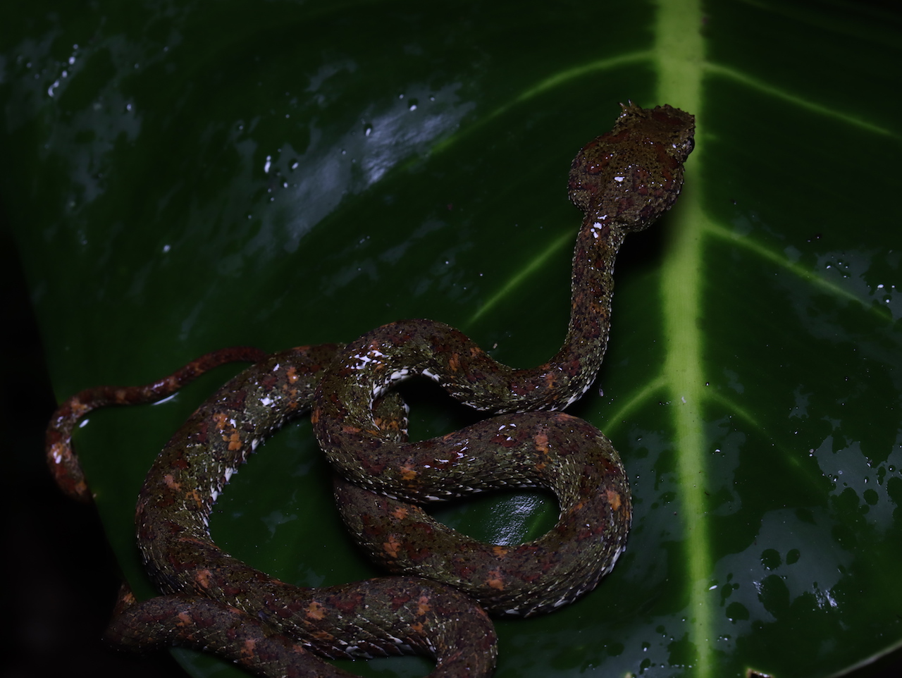 Eyelash Palm-Pitviper