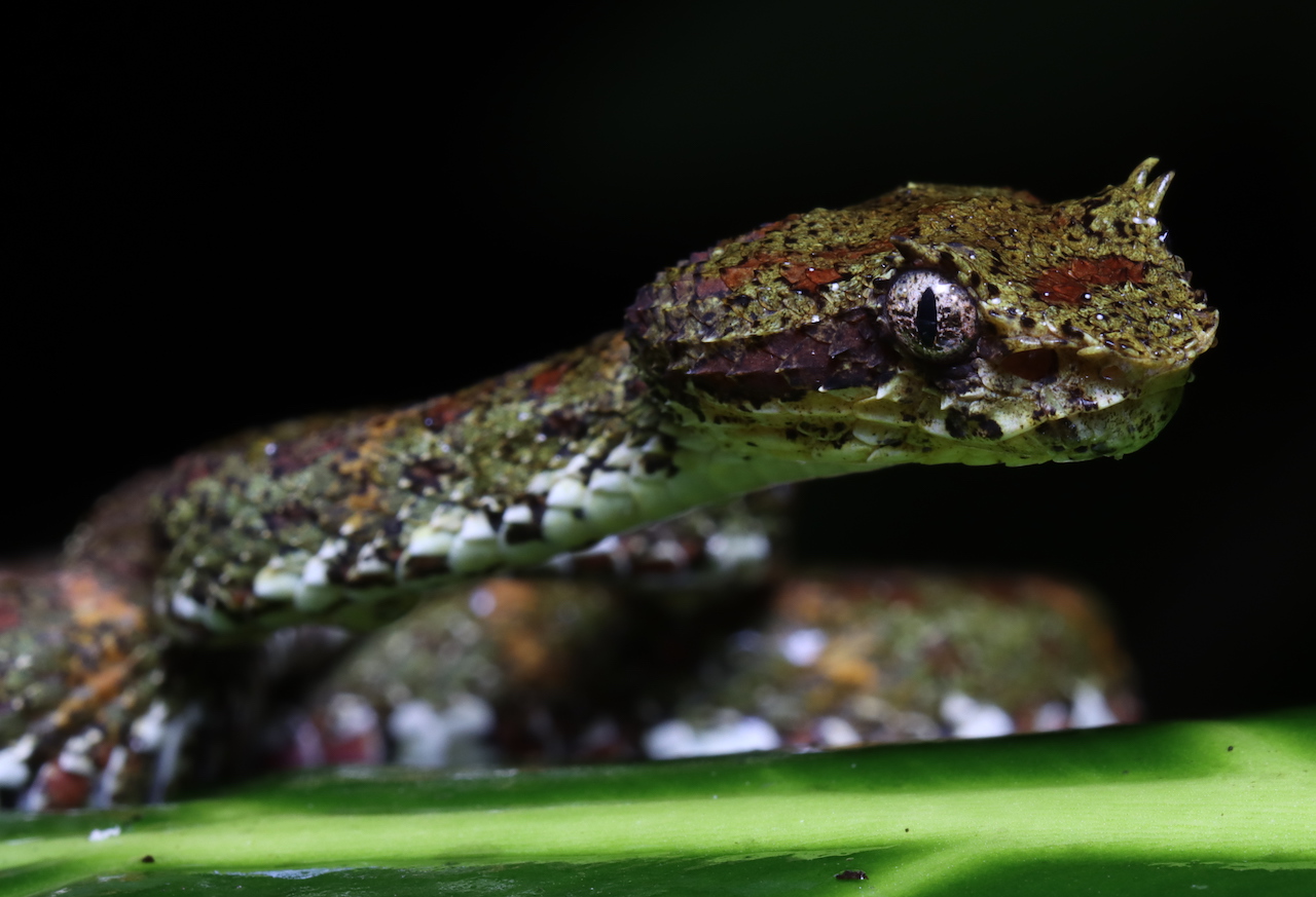 Eyelash Palm-Pitviper