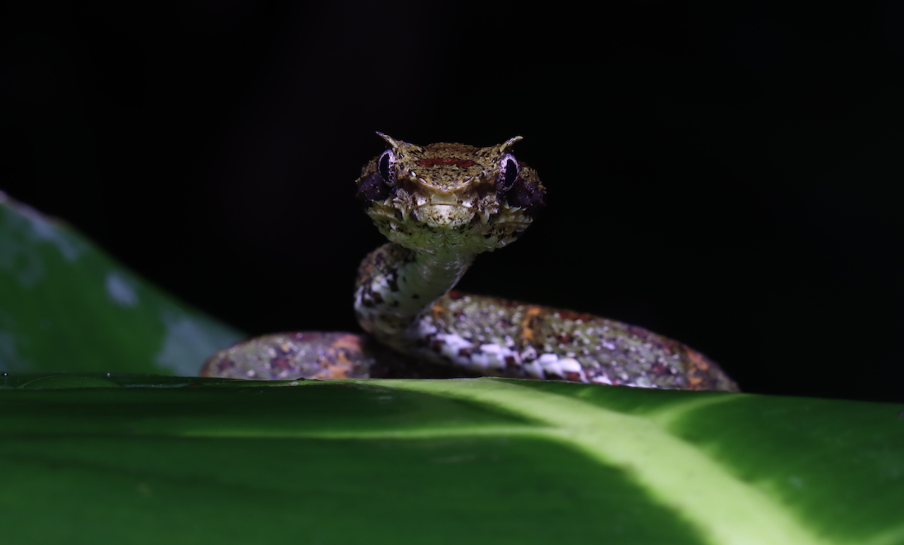 Eyelash Palm-Pitviper