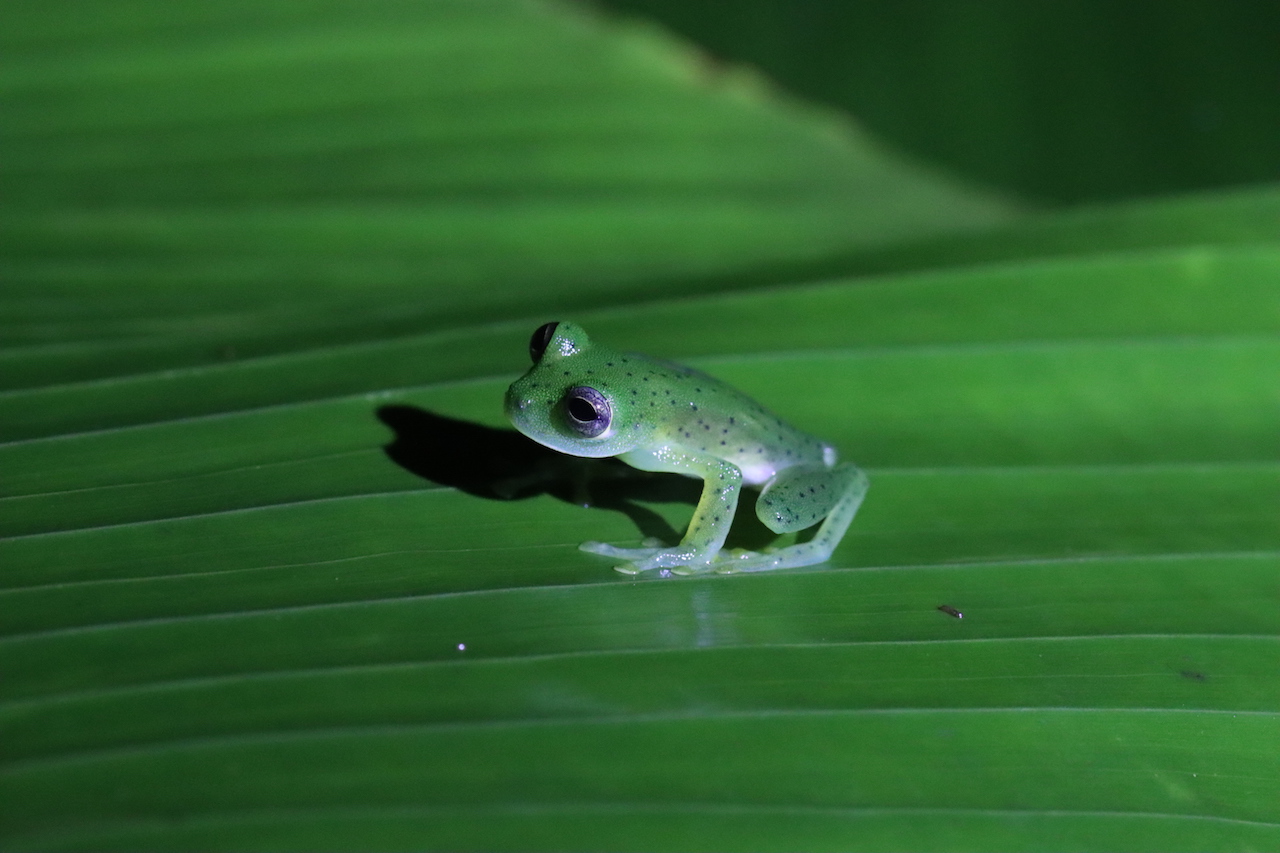 Emerald Glass Frog