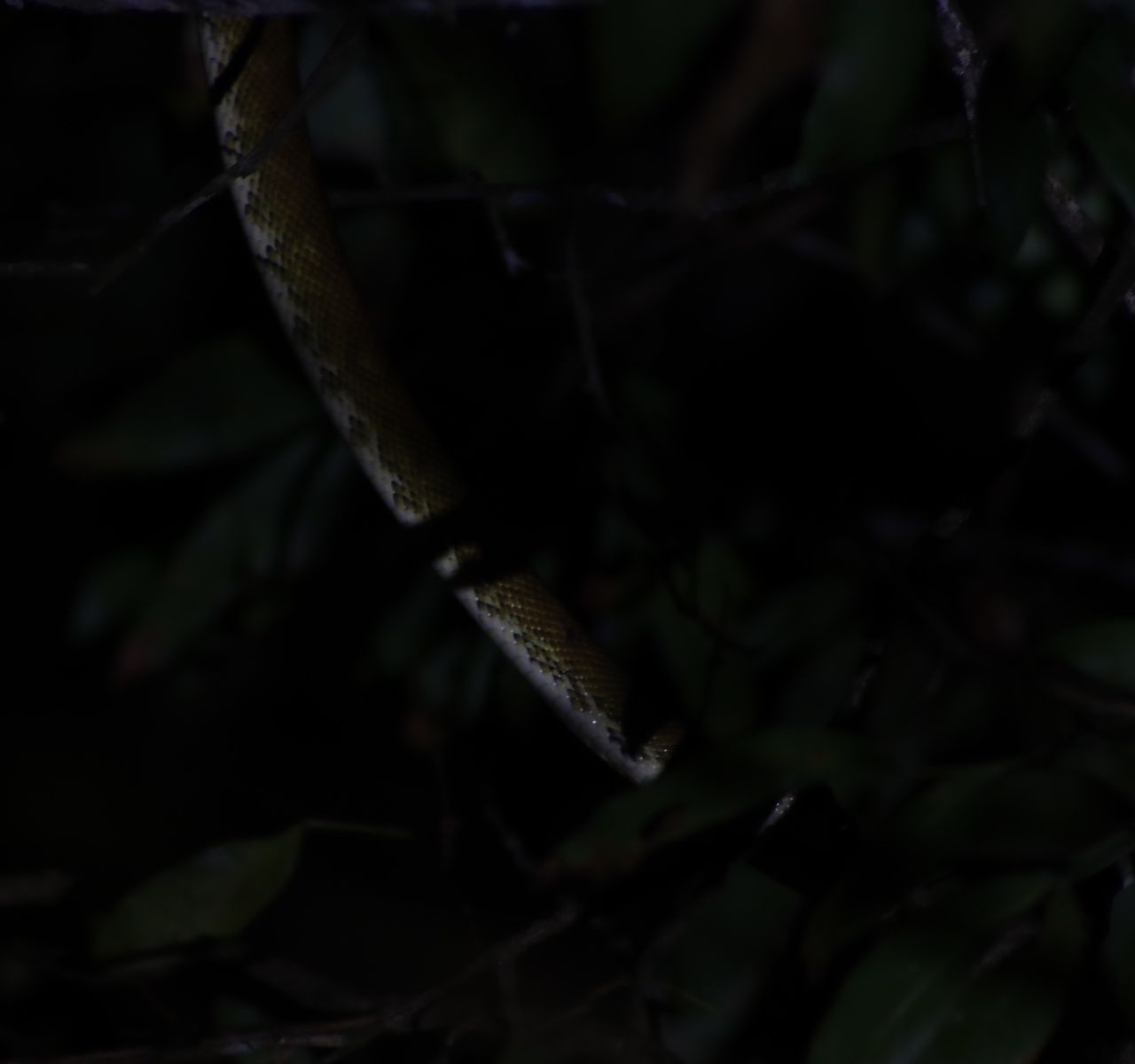 Pacific Tree Boa