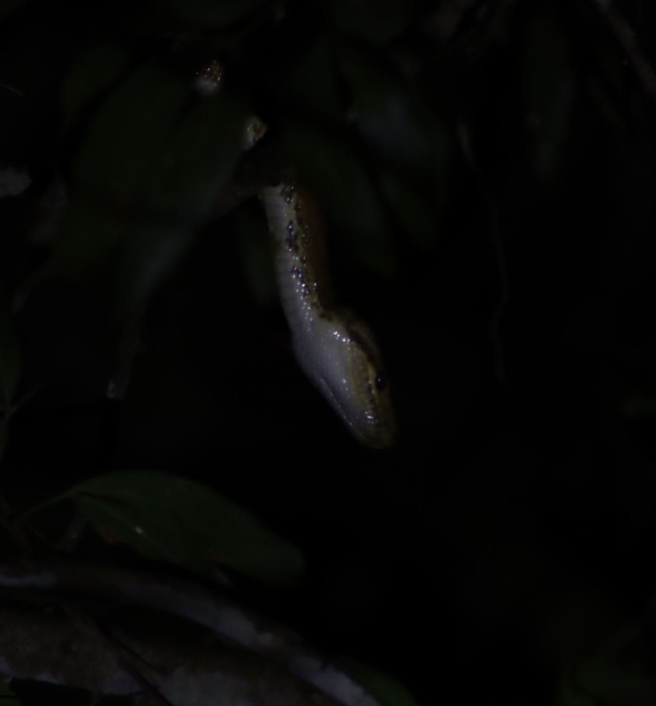 Pacific Tree Boa