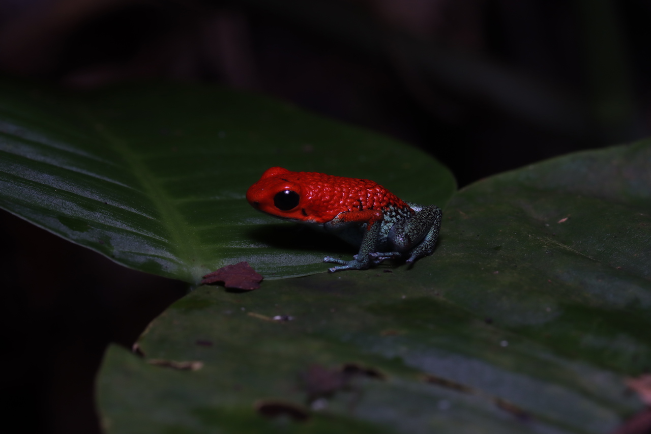 Granular Poison Dart Frog