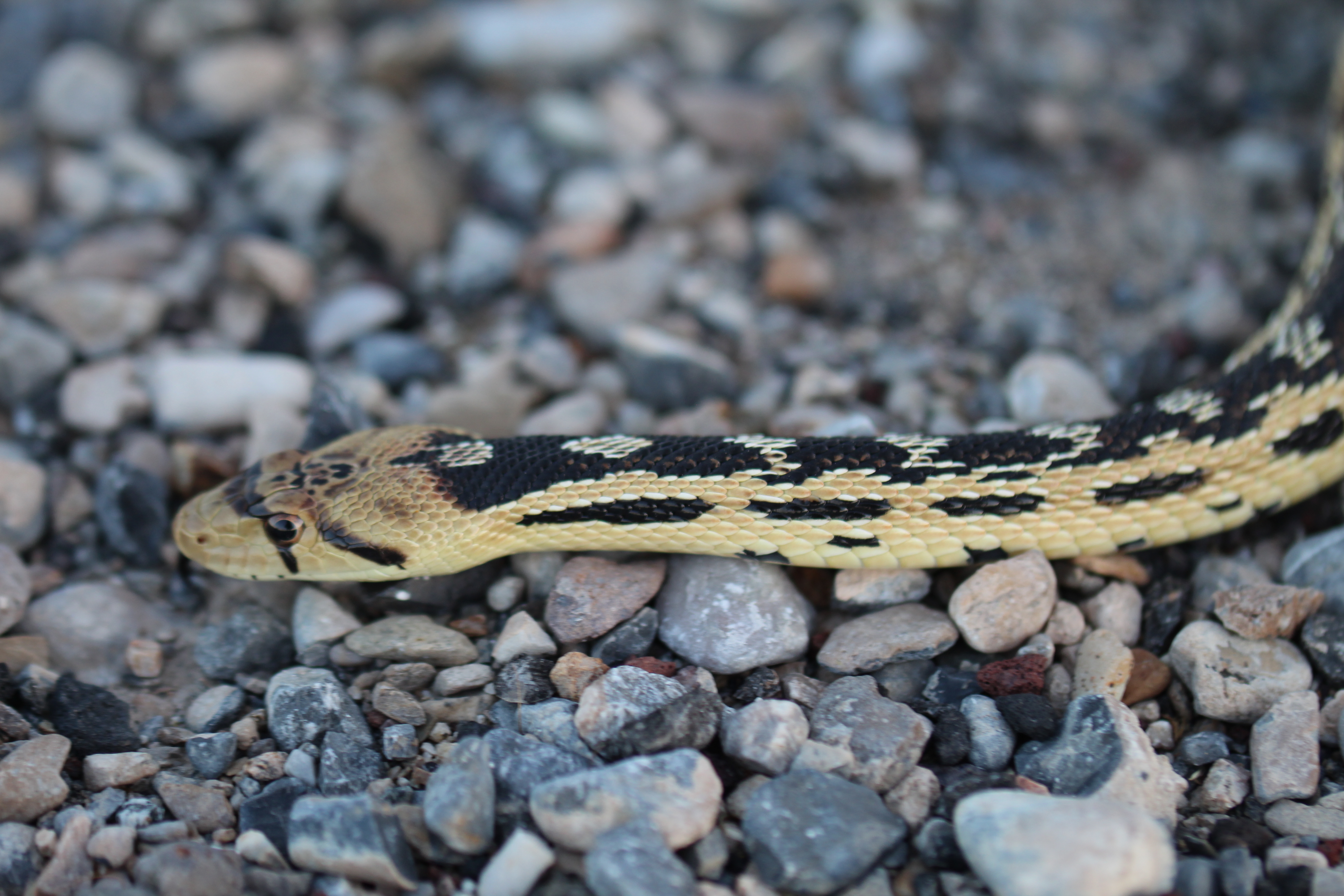 Great Basin Gophersnake