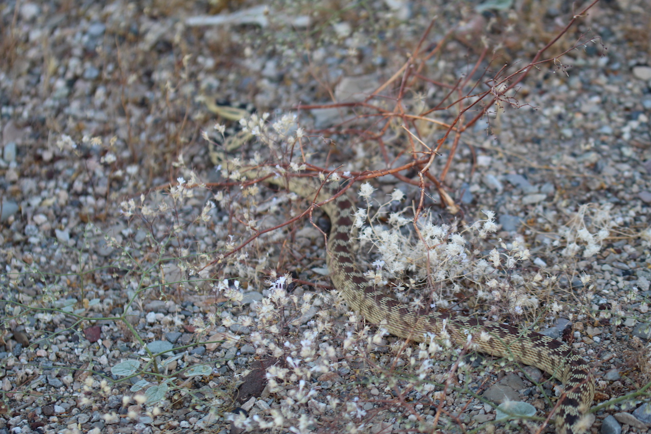 Great Basin Gophersnake