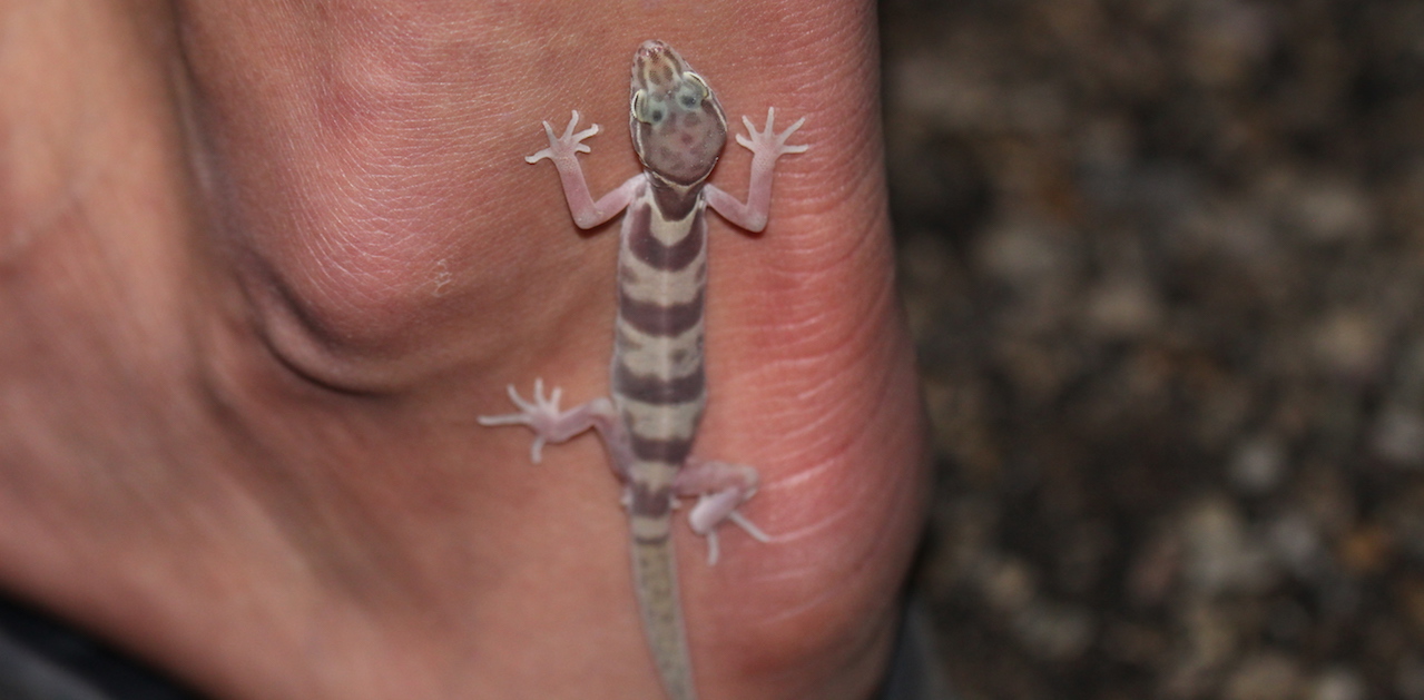 Western Banded Gecko