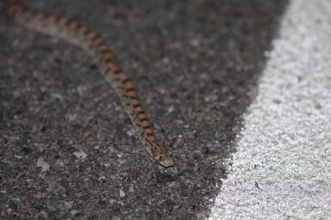 Spotted Leaf-nosed Snake