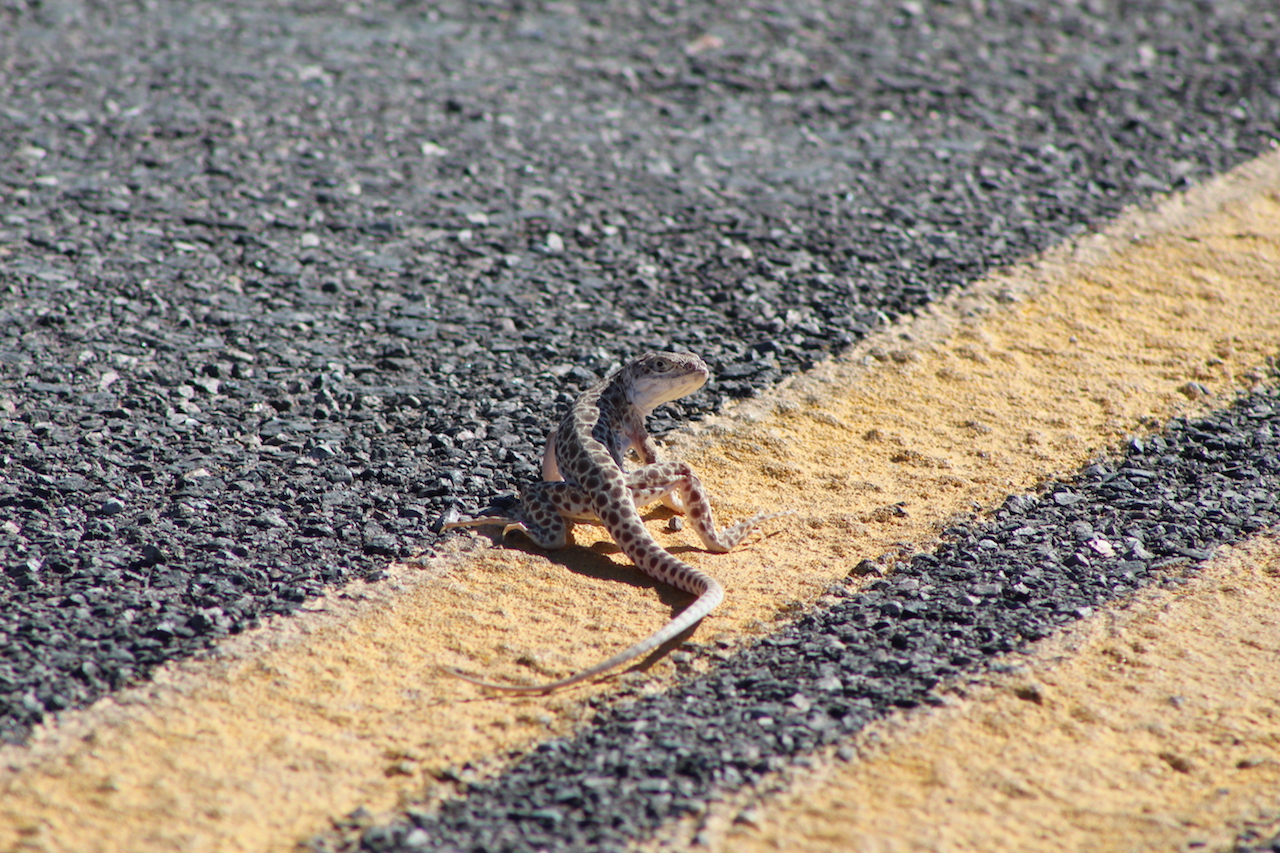 Long-nosed Leopard Lizard