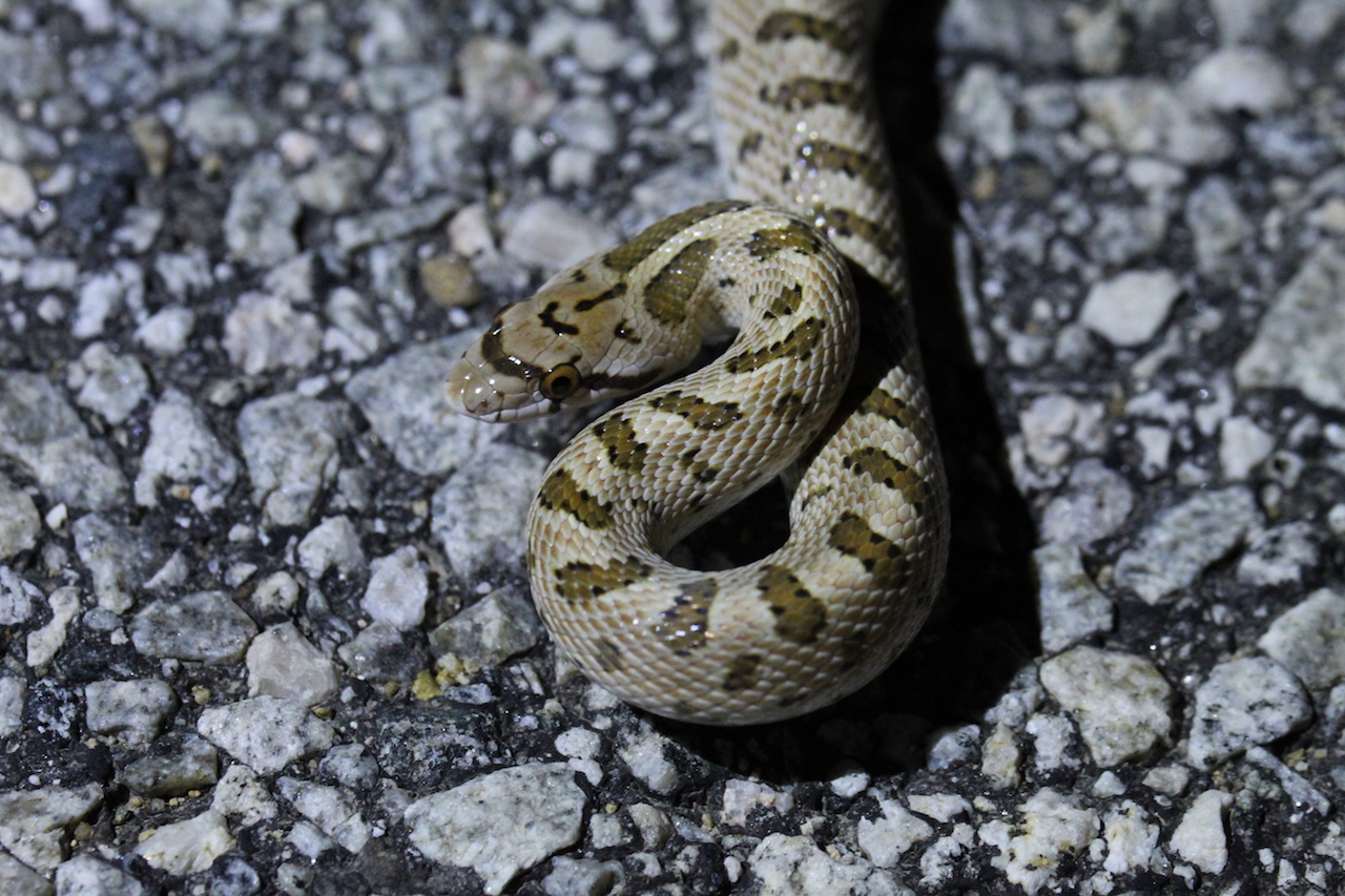 Mojave Glossy Snake