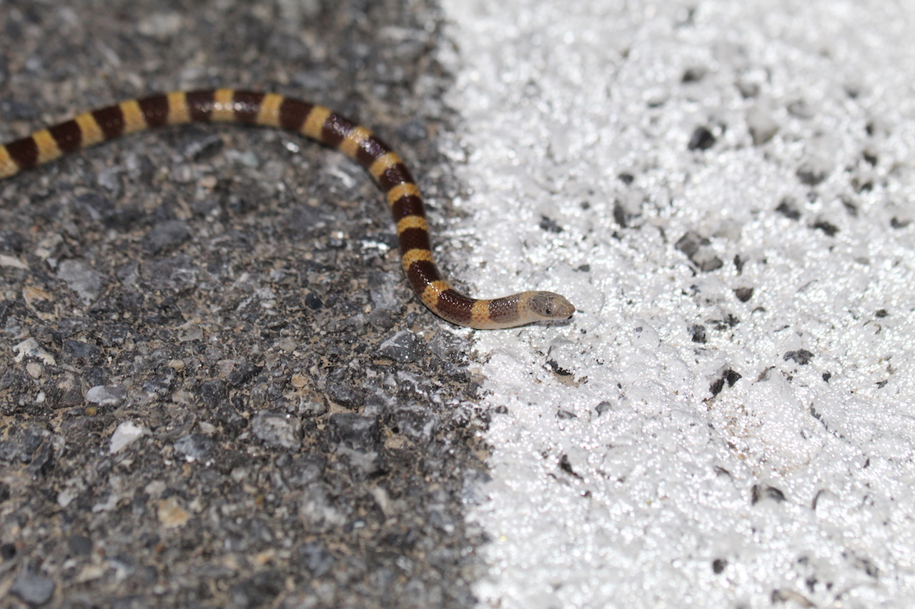 Mojave Shovel-nosed Snake