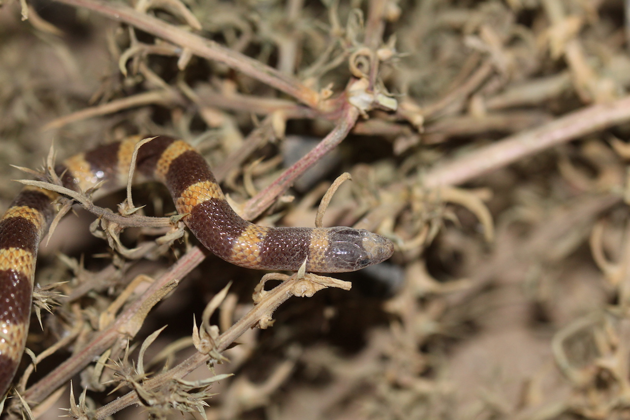 Mojave Shovel-nosed Snake