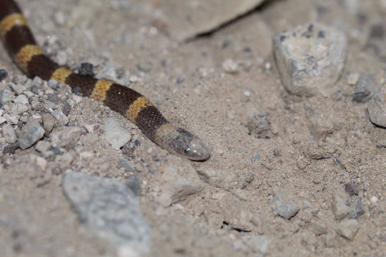 Mojave Shovel-nosed Snake