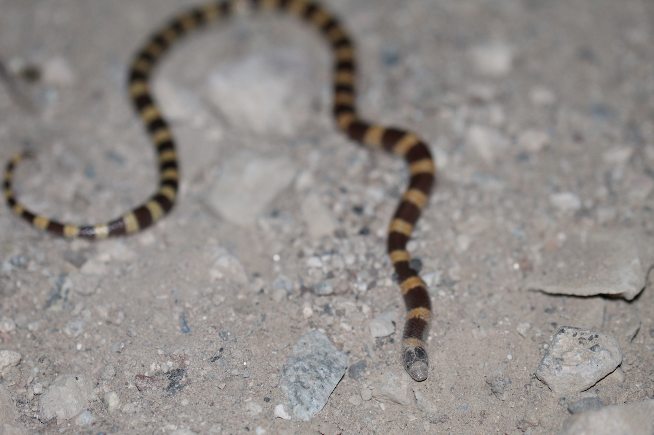 Mojave Shovel-nosed Snake