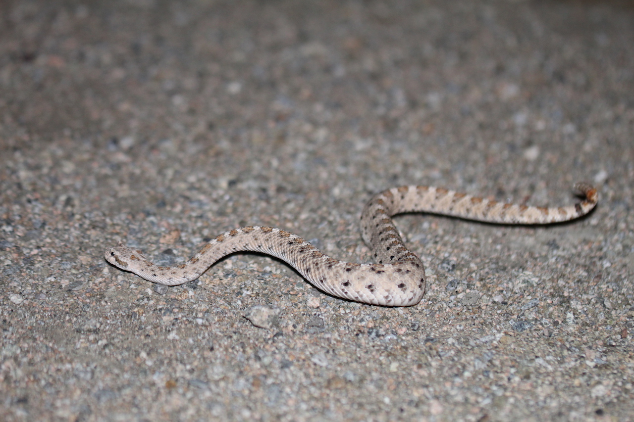 Mojave Sidewinder