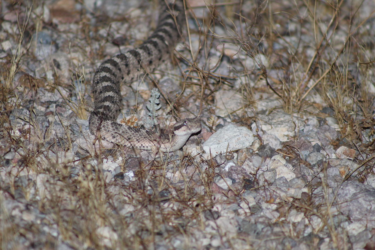 Mojave Sidewinder