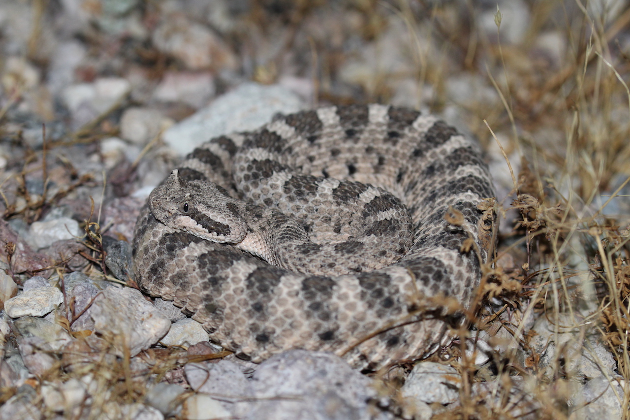 Mojave Sidewinder