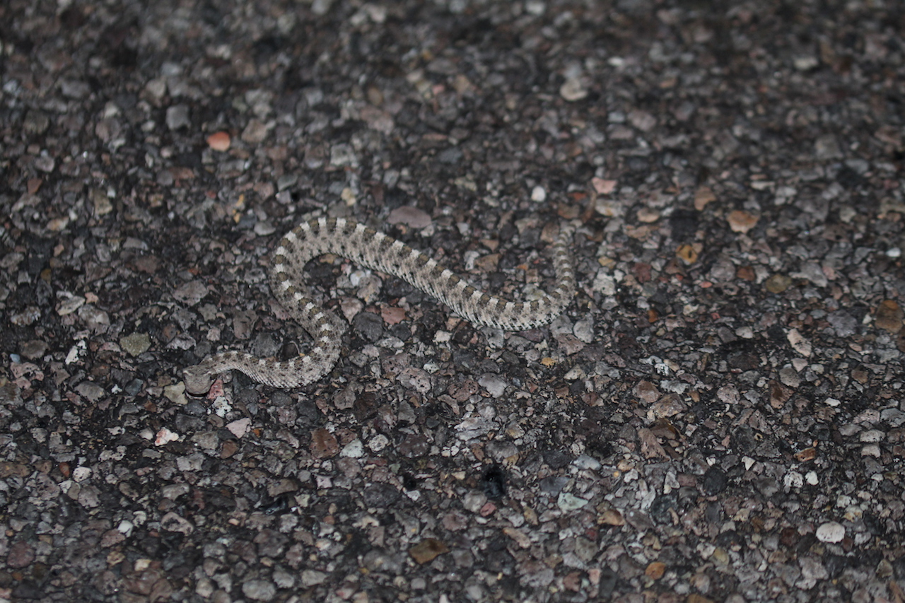 Mojave Sidewinder