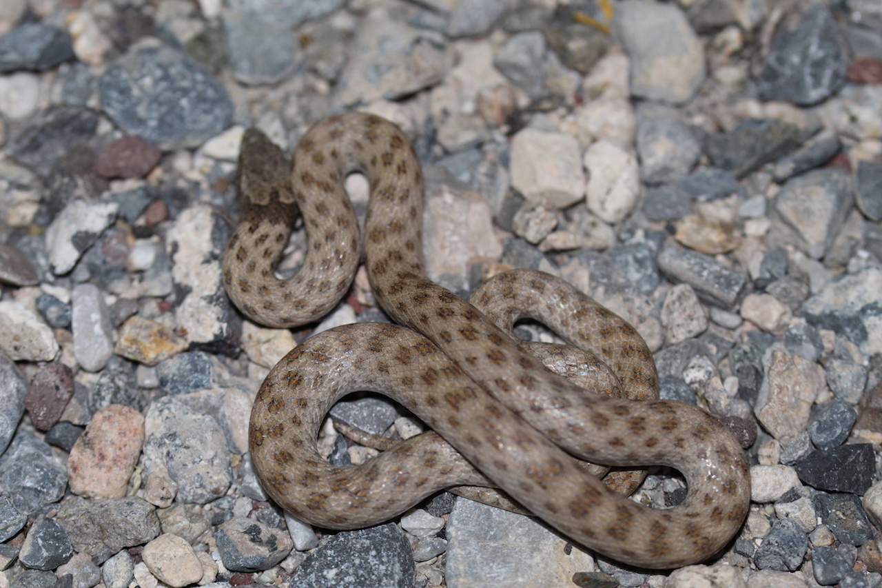 Northern Desert Nightsnake