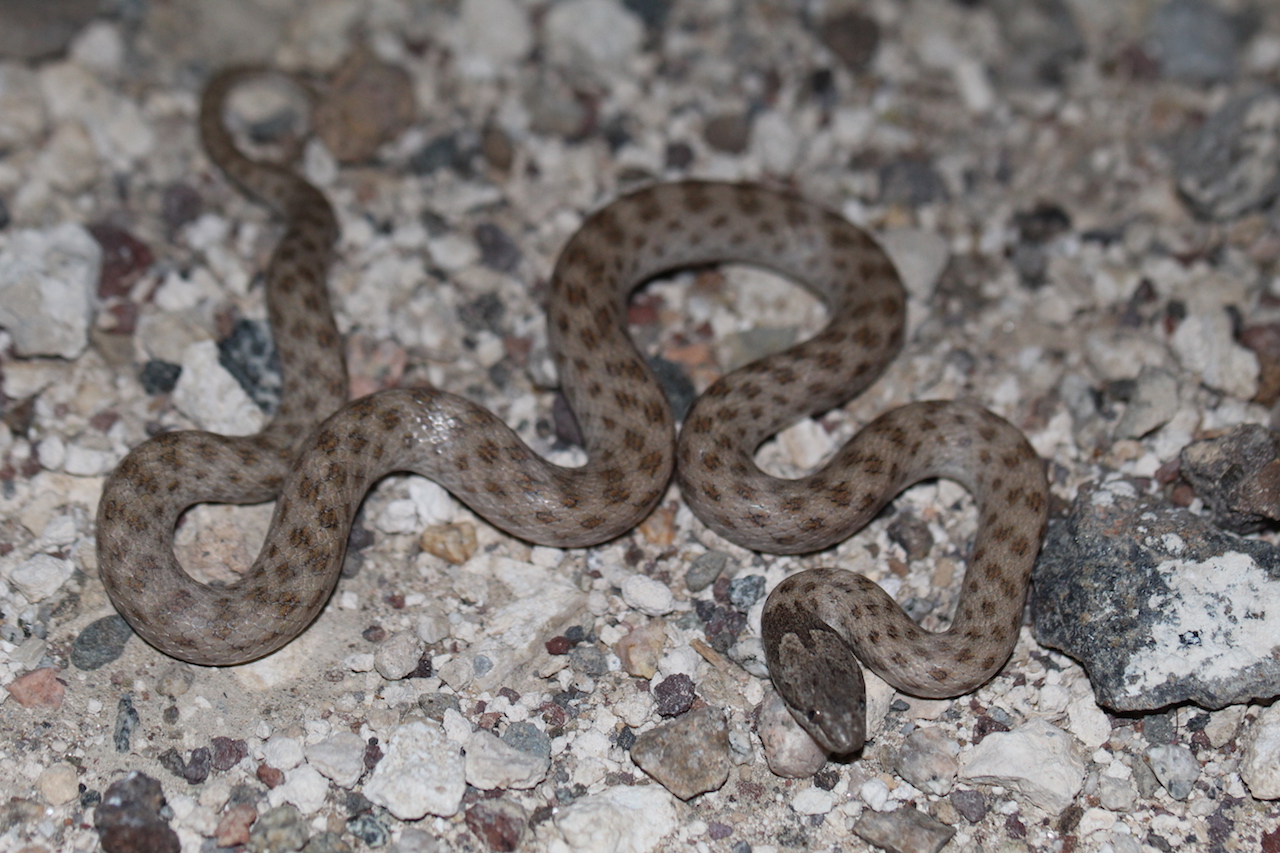 Northern Desert Nightsnake