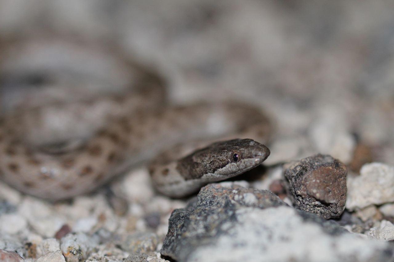 Northern Desert Nightsnake