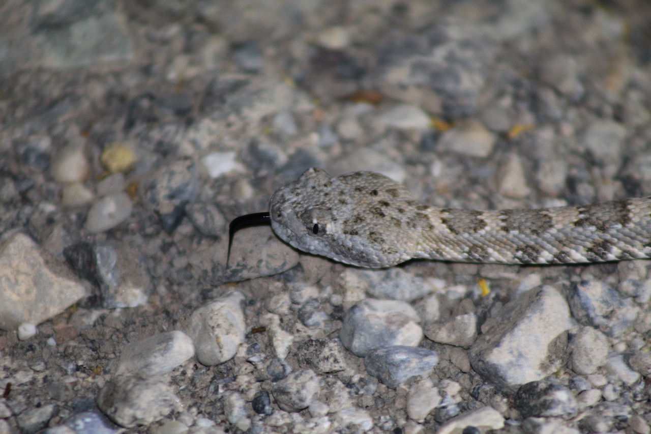 Panamint Rattlesnake