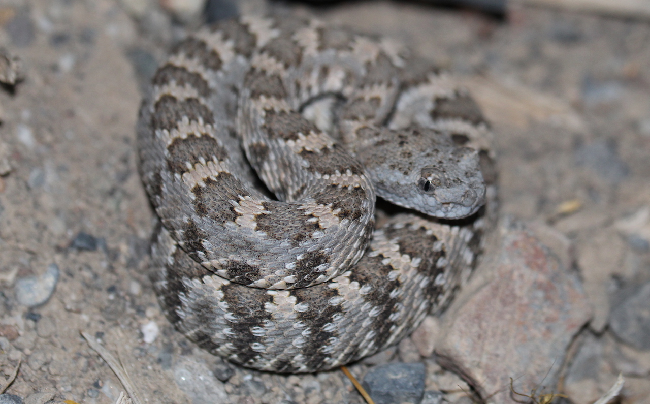 Panamint Rattlesnake