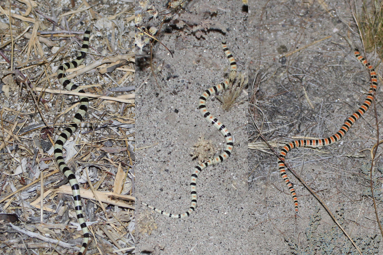 Shovel Nosed Snake Comparisons